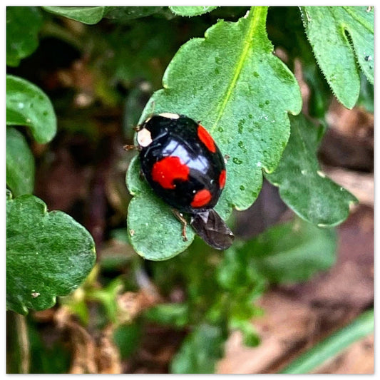 7a12ab39-20d8-456a-9930-61308486522a