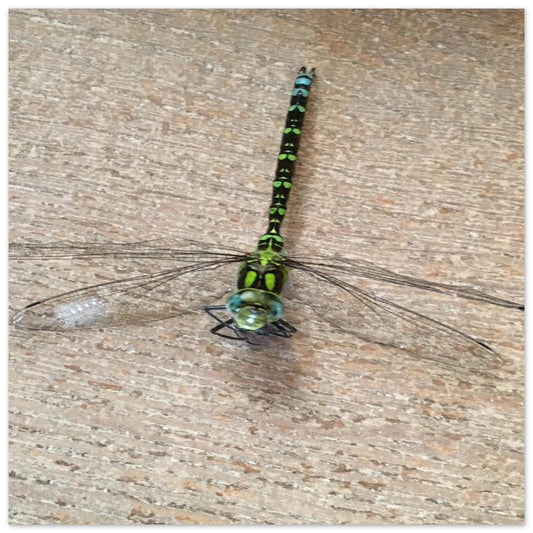 e94d0d04-2200-4b88-8bb2-99b1c1a9e588