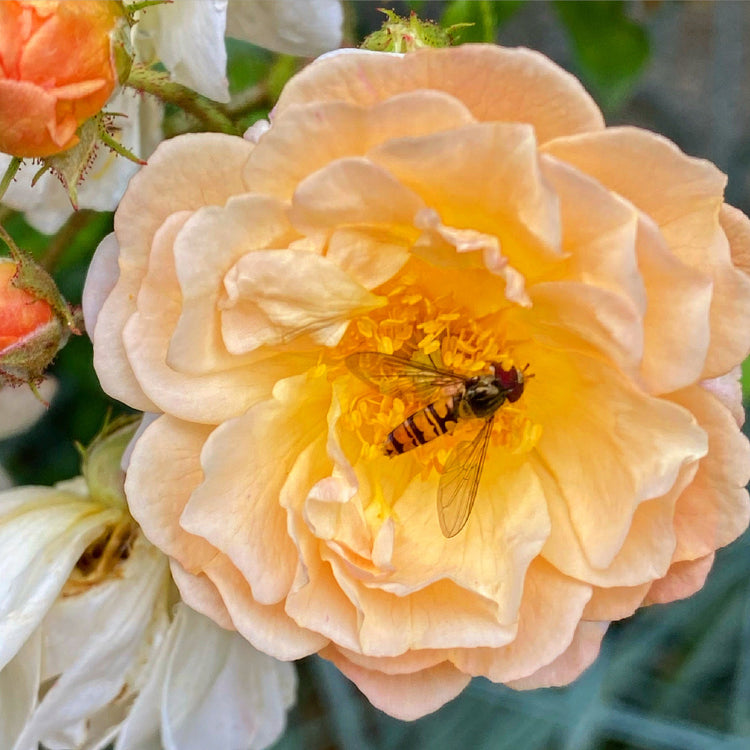 Insectes, l'infiniment vivant