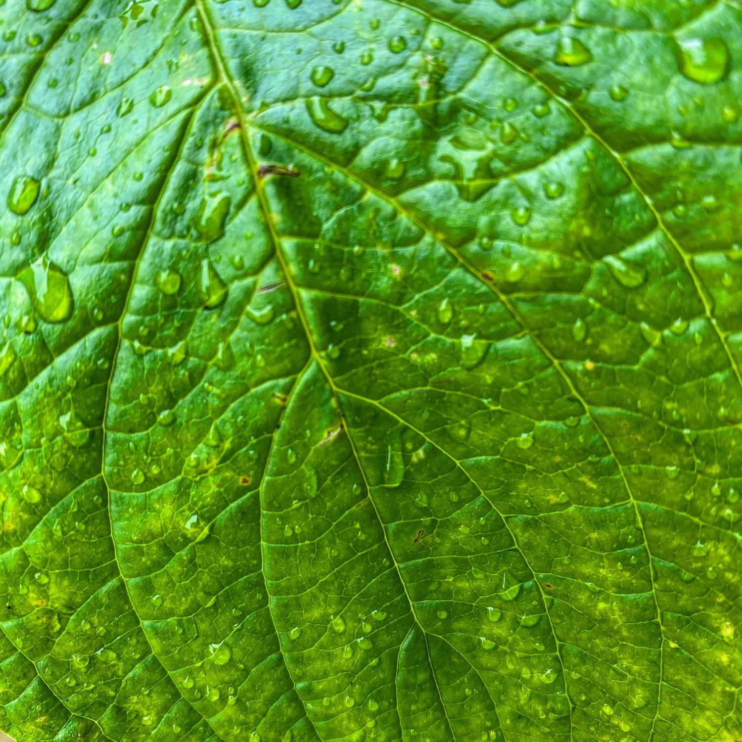 Nature, silences naturels