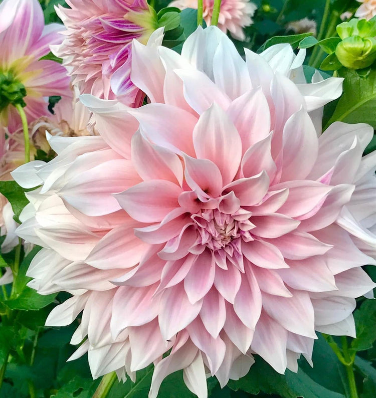 Fleurs, pétales et lumières