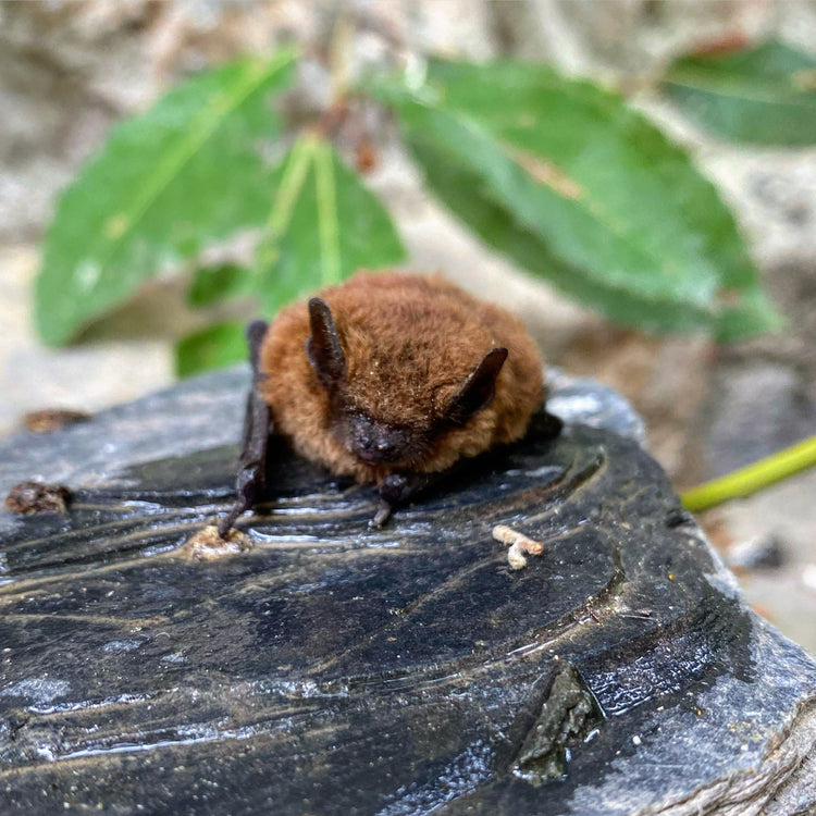 Animaux, regards du vivant