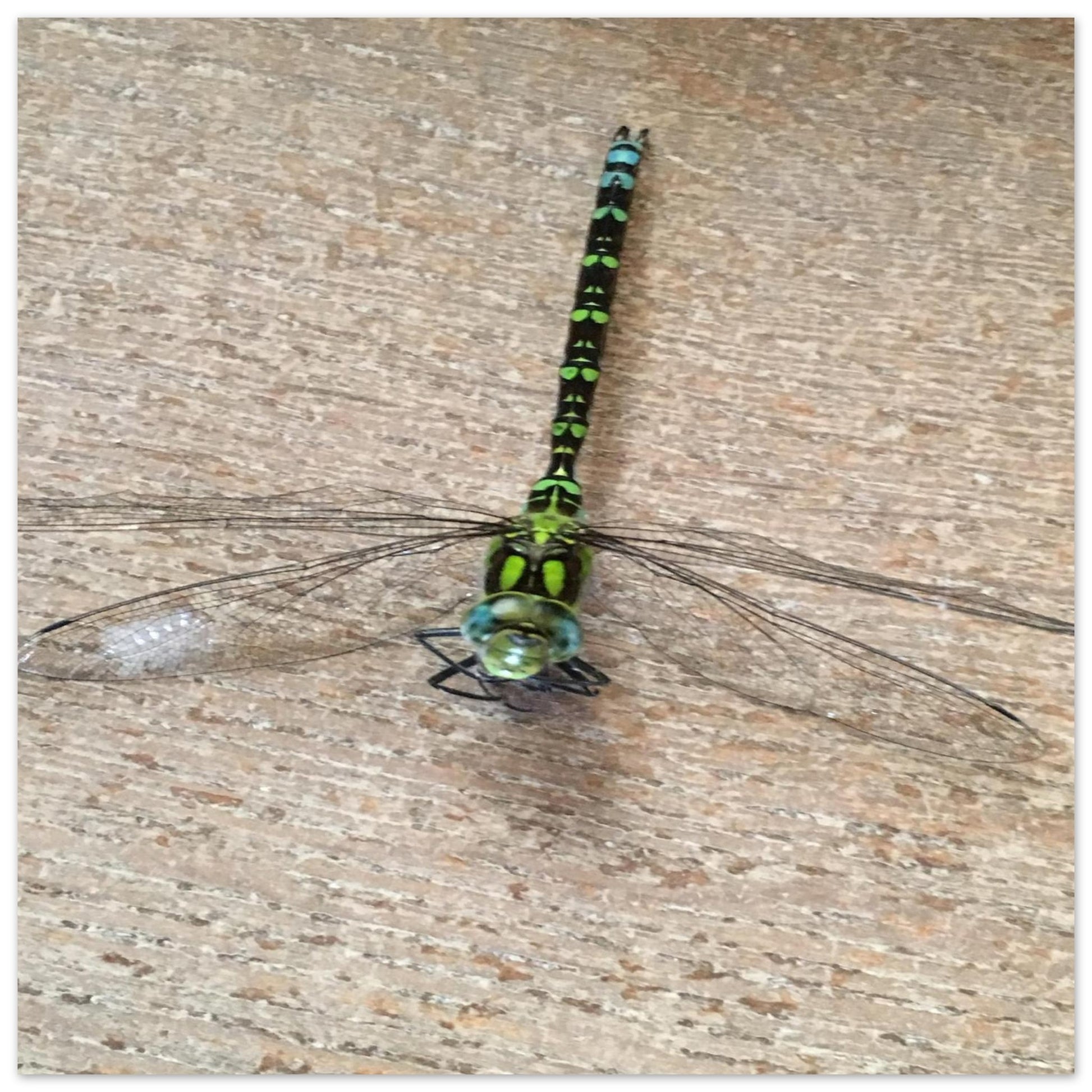 06cc88ba-d190-4da8-9f68-aba02e93e561