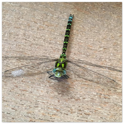 06cc88ba-d190-4da8-9f68-aba02e93e561