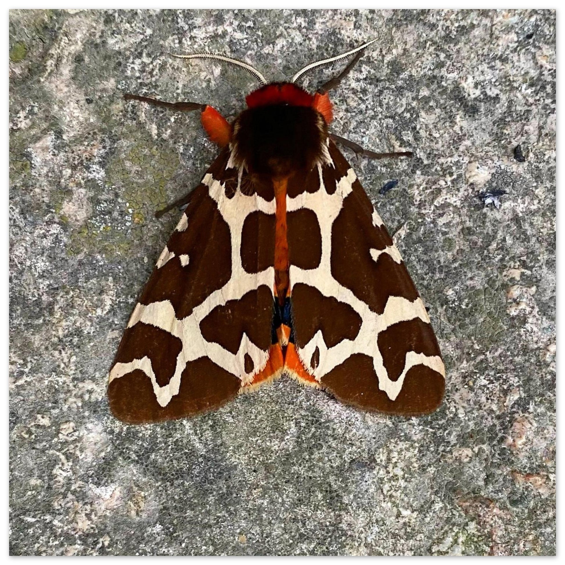 2493ecb3-c1ed-494c-bc59-e052eba79434