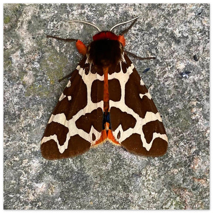 2493ecb3-c1ed-494c-bc59-e052eba79434