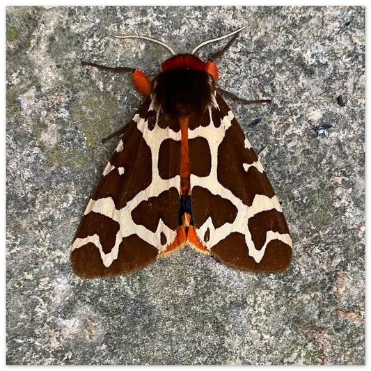 2493ecb3-c1ed-494c-bc59-e052eba79434