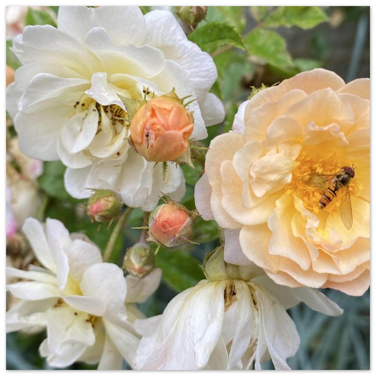 29204c39-1493-4d8a-a1bd-9e037e2cc2a9