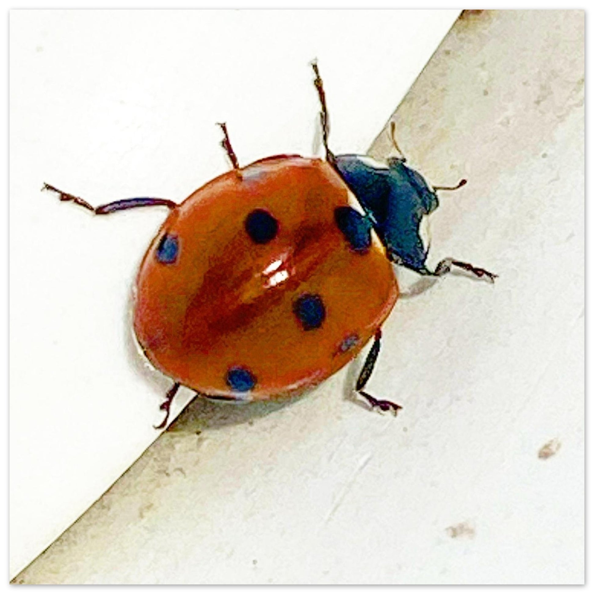 37ac136a-6b8b-4be3-9451-3c02698312a9