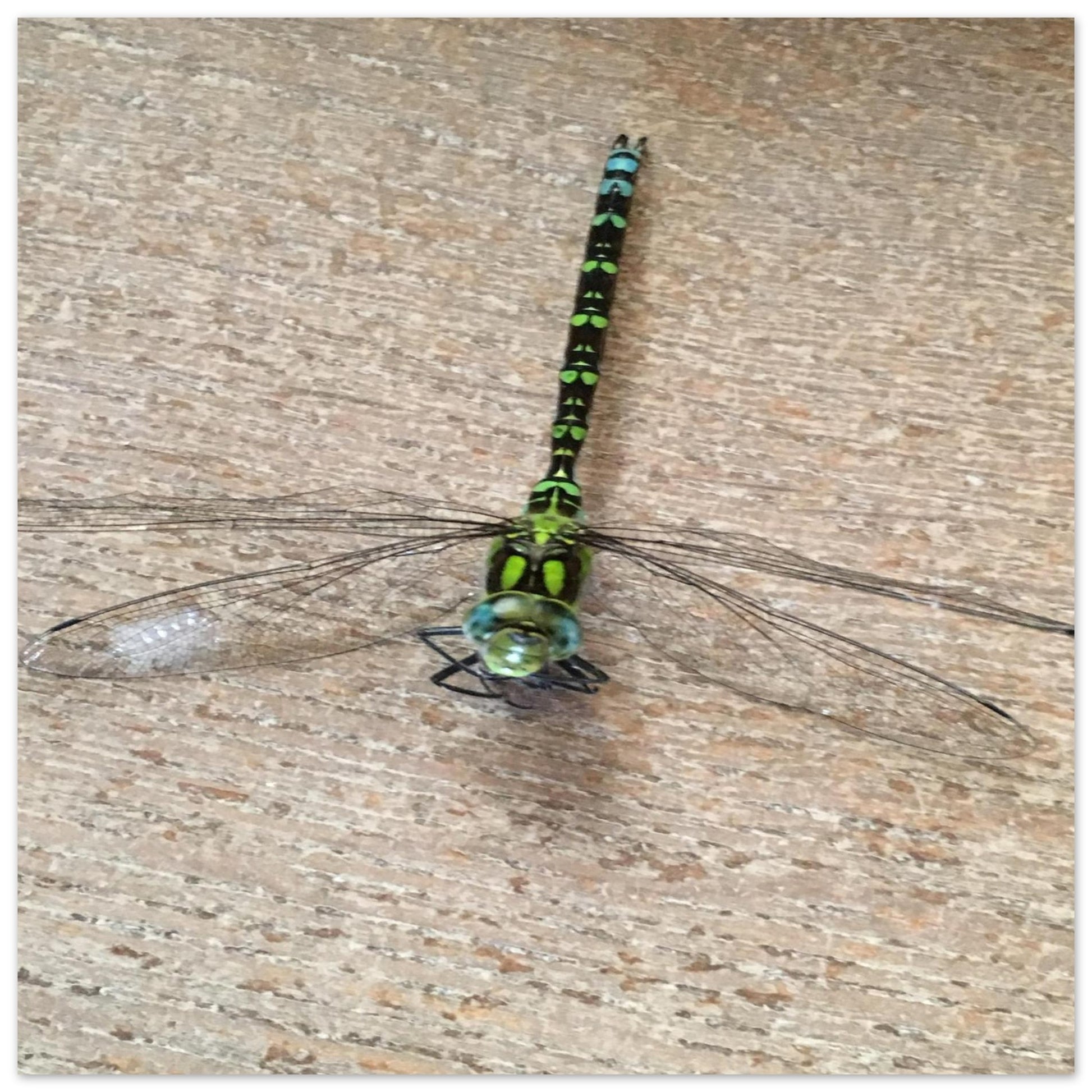 6fbf5dba-e564-4fcf-80ab-ac5af61e7b30