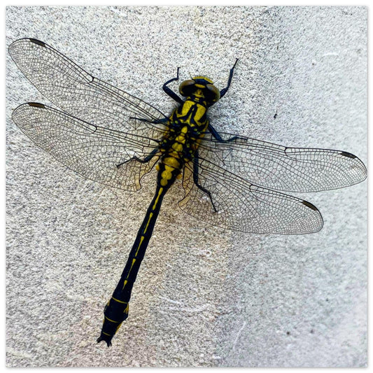 7e5171c7-5e43-4574-89ad-1d5a4a0ce96e