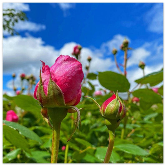 ae886a74-2d6b-4307-94c0-6176f1e55516