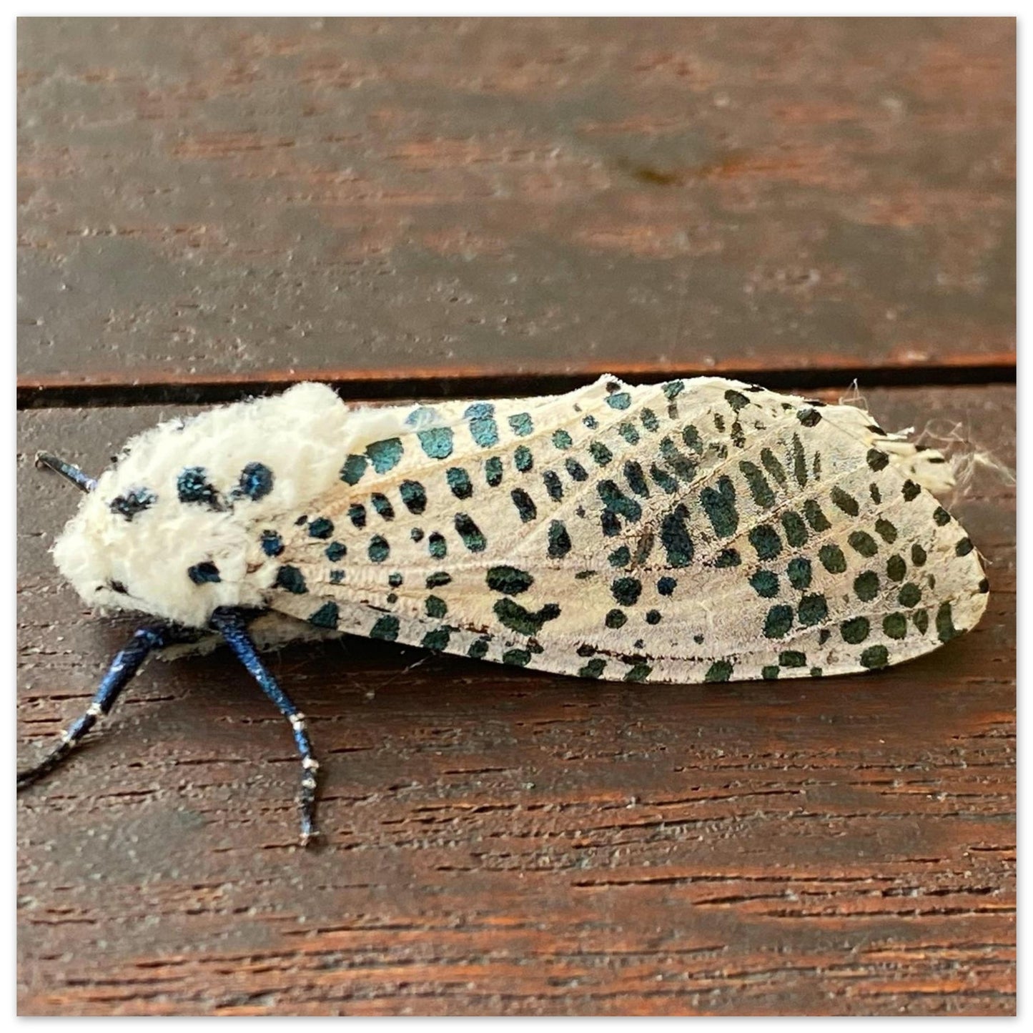 c913c344-adfc-46d2-8c2d-e53a4e9b0858