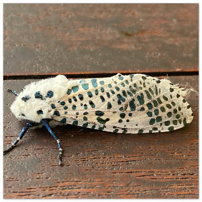 c913c344-adfc-46d2-8c2d-e53a4e9b0858