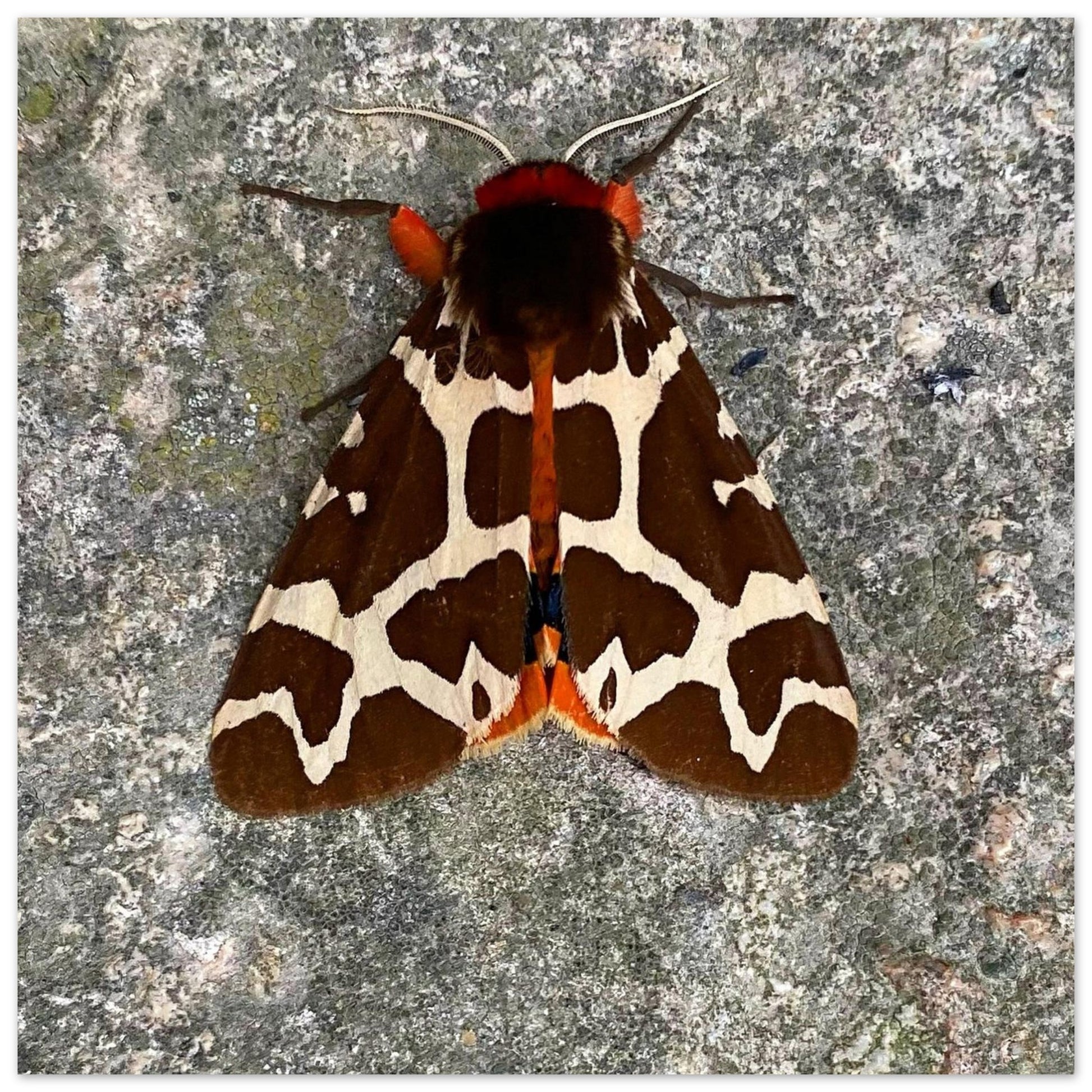 ceb7d085-7dca-447b-8cbb-695c3b4a0529