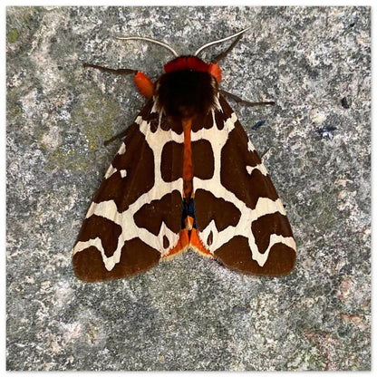 ceb7d085-7dca-447b-8cbb-695c3b4a0529