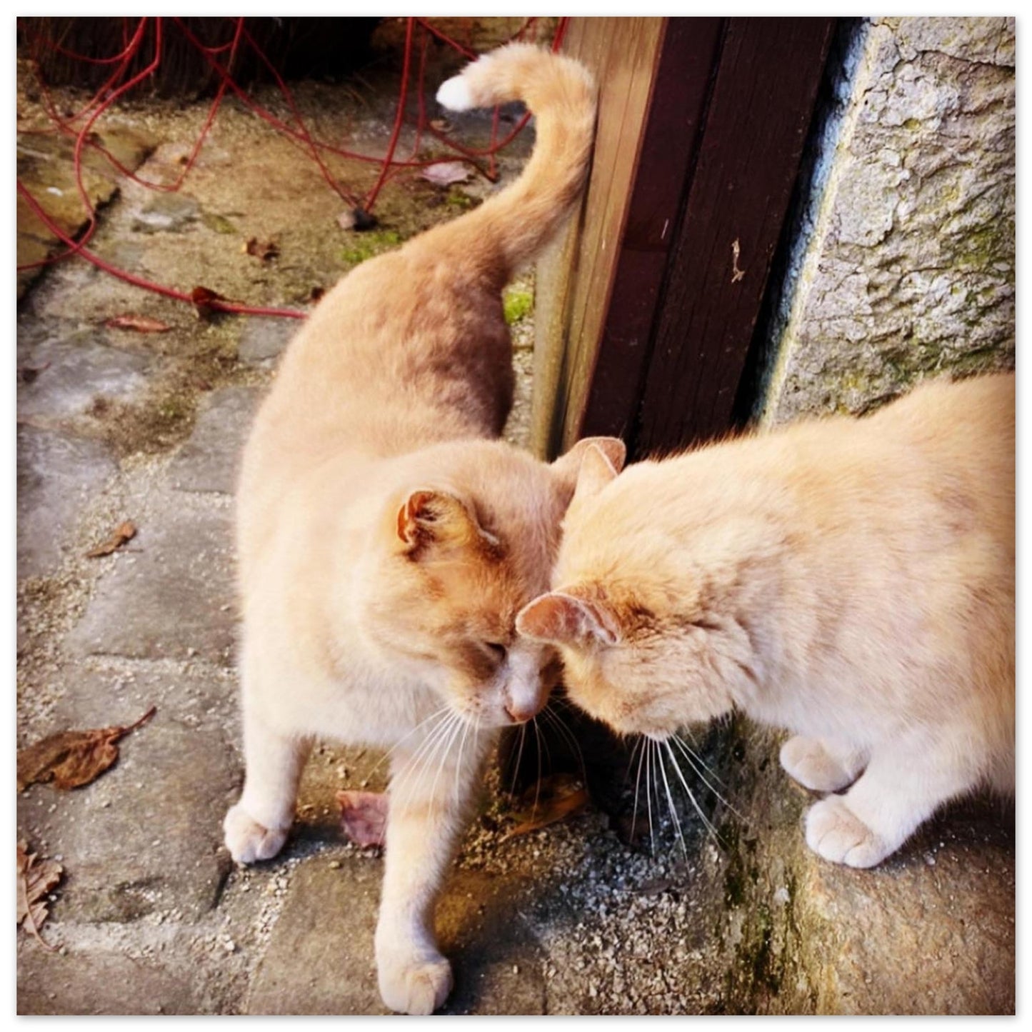 e1eb2f7a-f2f1-4560-a1aa-ba4acd3d8f40