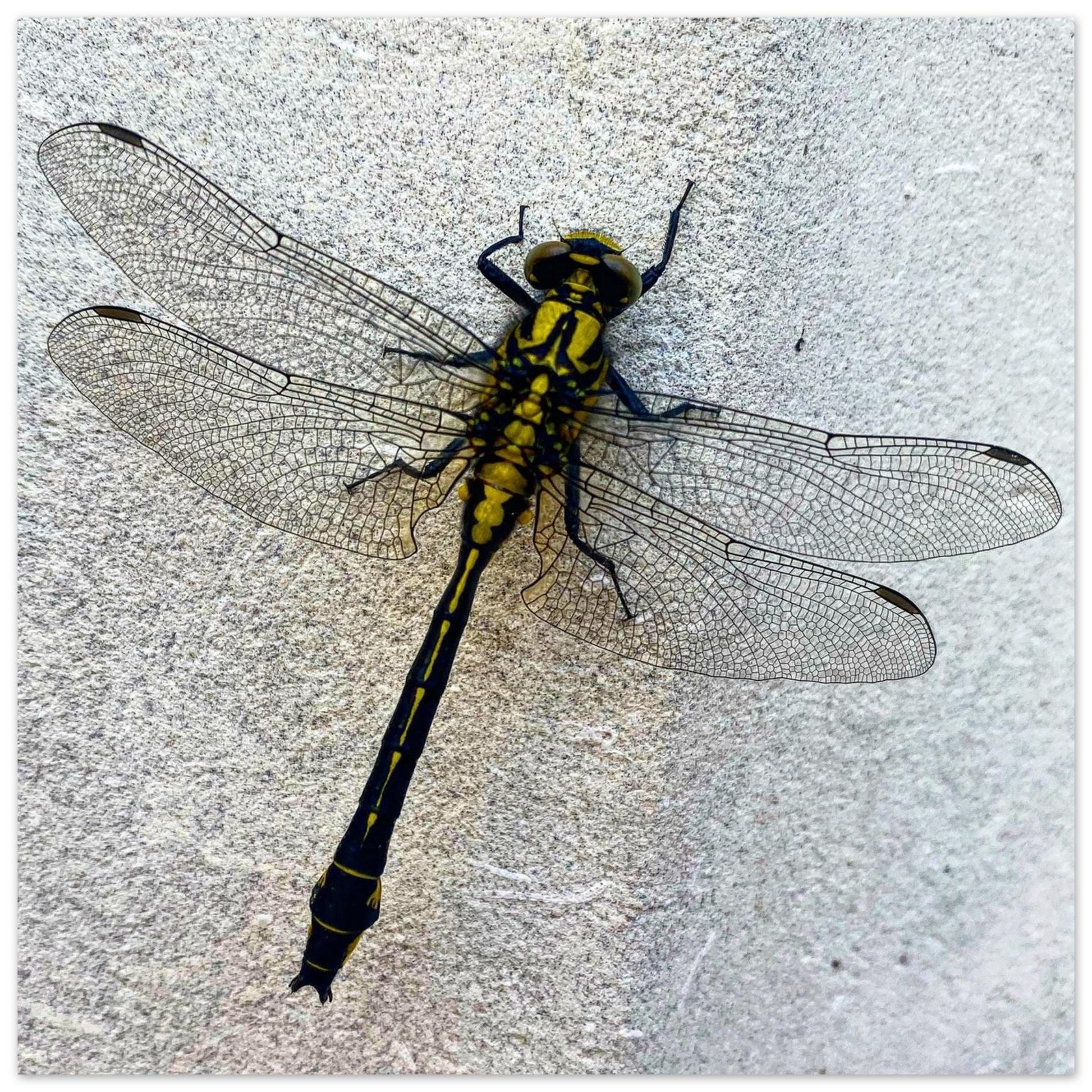 e55d6855-25bb-40c8-be8d-d075128e64be